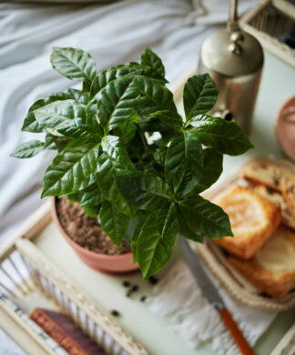 Coffee Plant