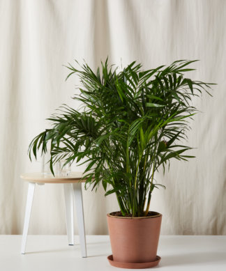 Cat Palm